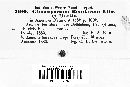 Gloeosporium betularum image