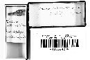 Trichia intermedia image
