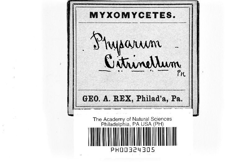 Physarum citrinellum image