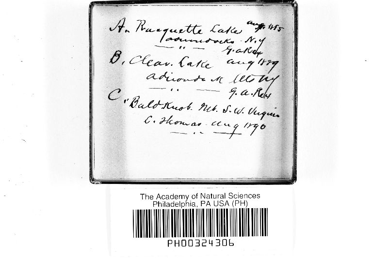 Physarum image