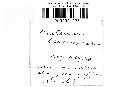 Craterium leucocephalum var. leucocephalum image