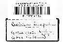 Craterium leucocephalum var. leucocephalum image