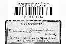 Craterium leucocephalum var. leucocephalum image