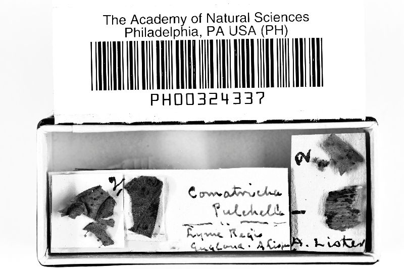 Comatricha pulchella var. pulchella image