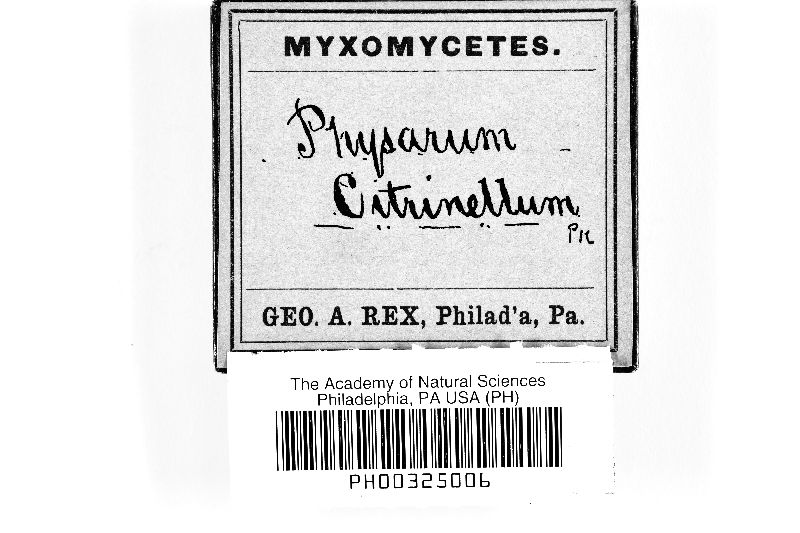 Physarum citrinellum image