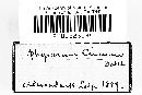 Physarum cinereum image