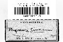 Physarum cinereum image