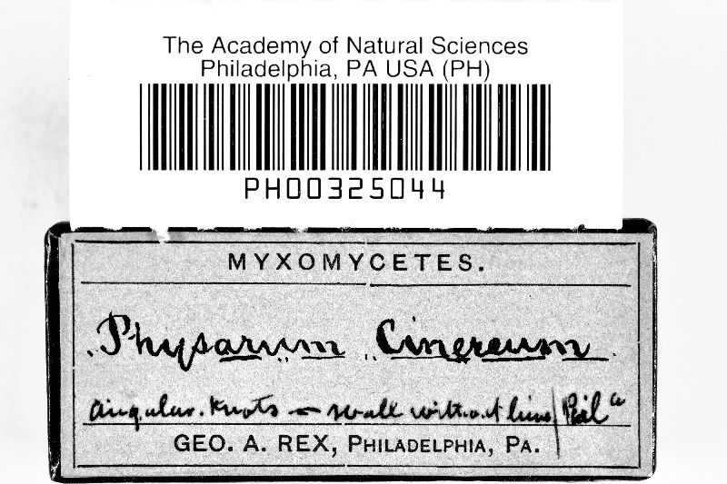 Physarum image