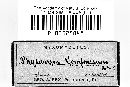 Physarum compressum image