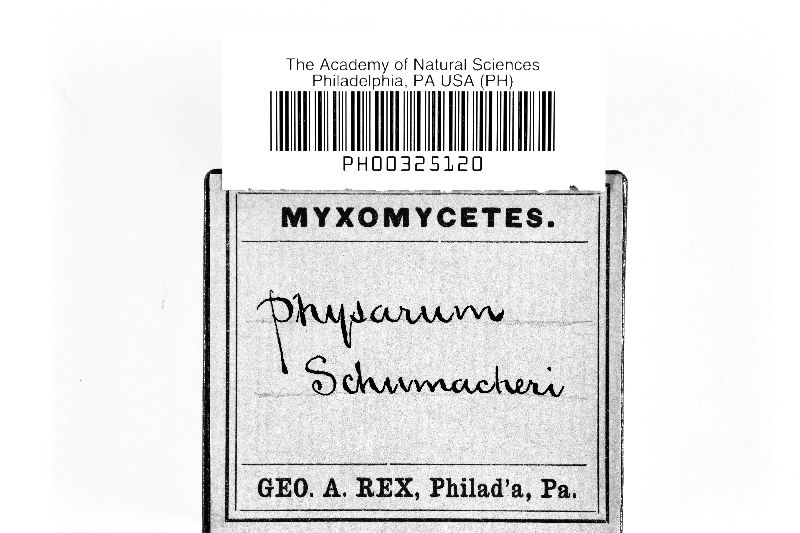 Physarum schumacheri image
