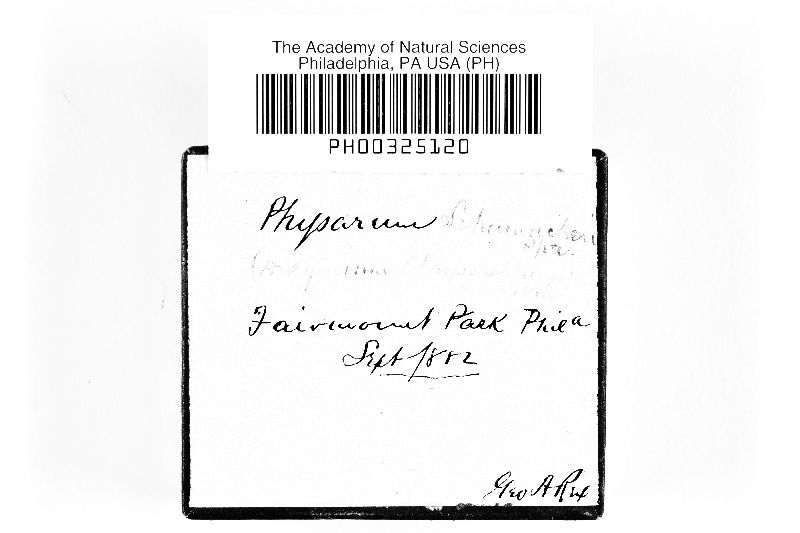 Physarum schumacheri image