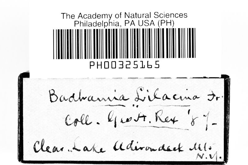 Badhamia lilacina var. lilacina image