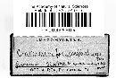 Craterium leucocephalum var. leucocephalum image