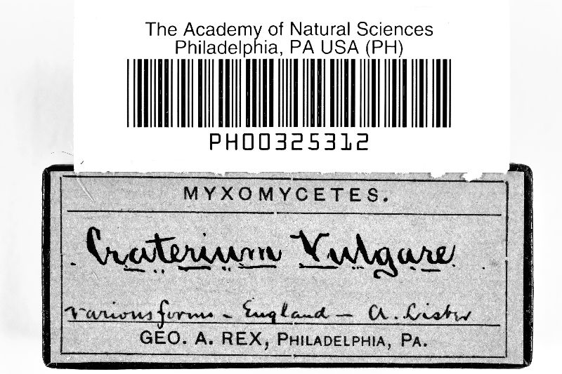 Craterium vulgare image