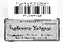 Craterium vulgare image