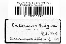 Craterium vulgare image