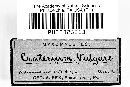 Craterium vulgare image