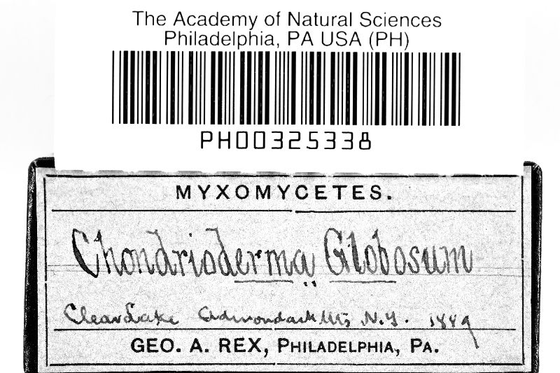 Diderma globosum image