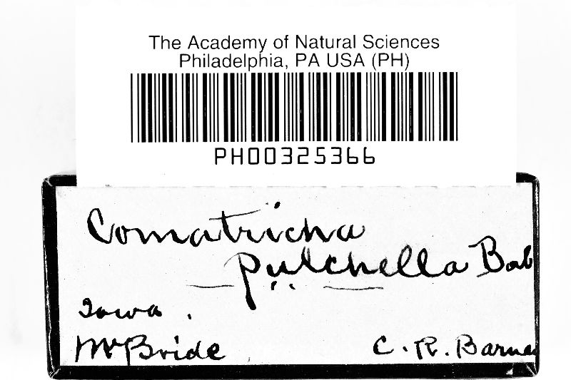 Comatricha pulchella var. pulchella image