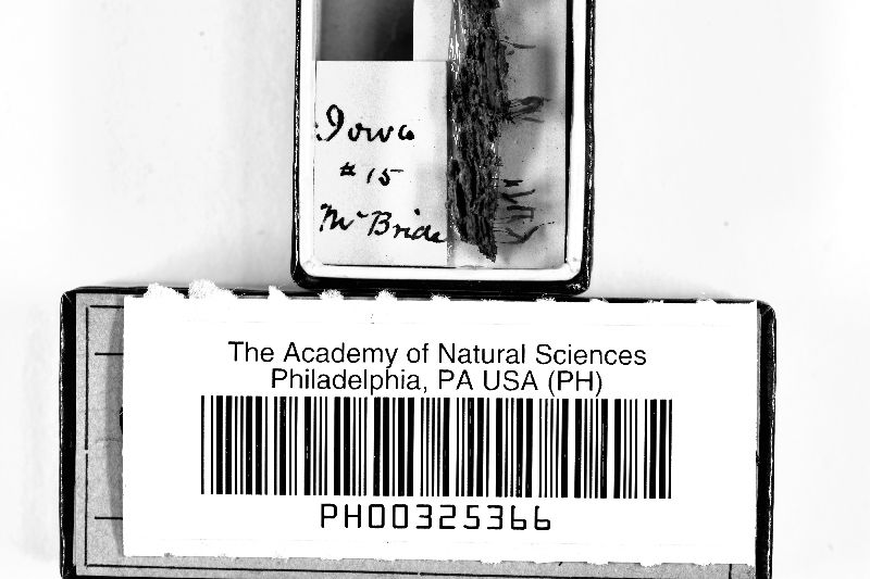Comatricha pulchella var. pulchella image