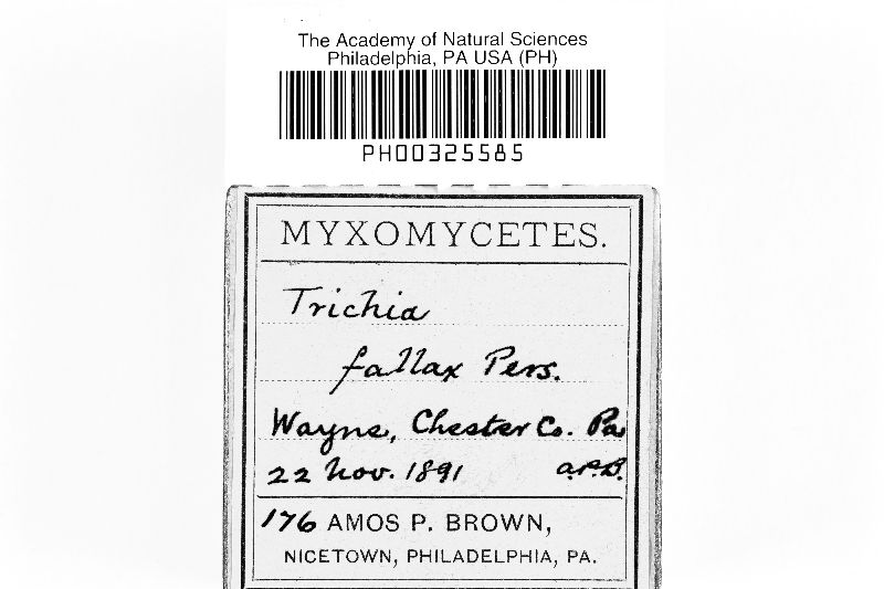 Trichia decipiens var. decipiens image