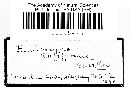 Metatrichia vesparium image