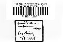 Metatrichia vesparium image