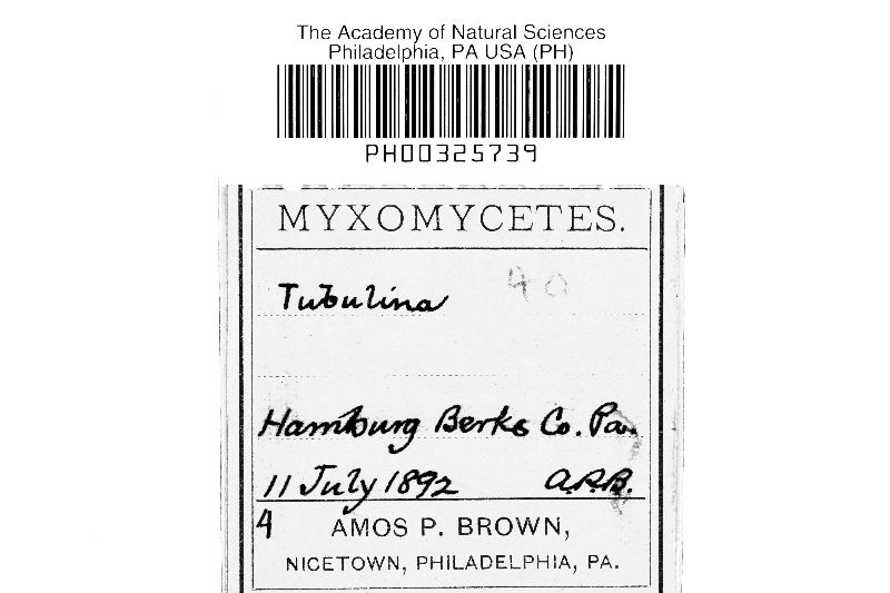 Tubulifera image