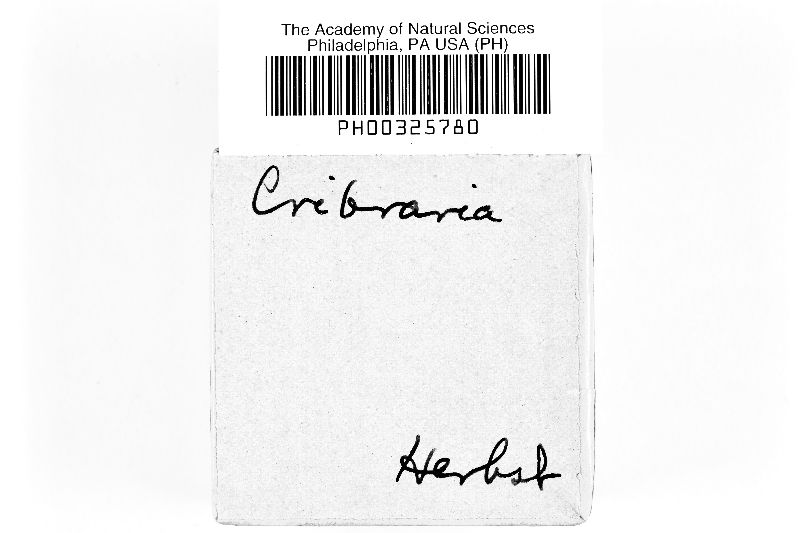 Cribrariaceae image