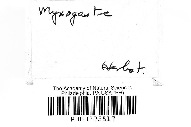 Myxogastria image