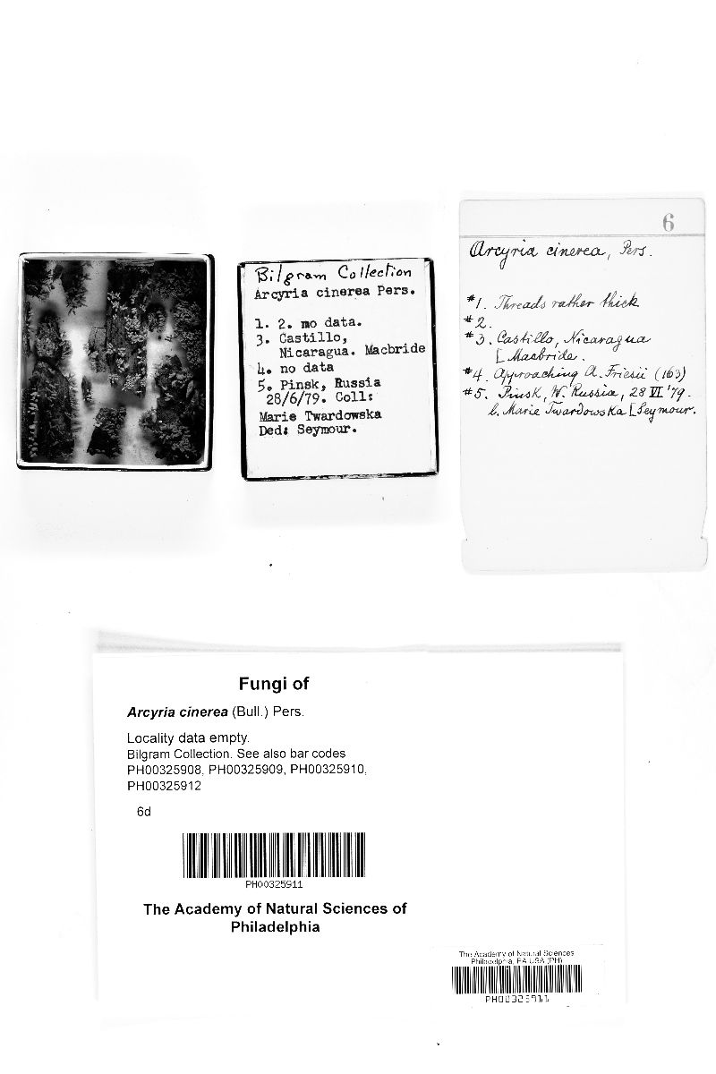 Arcyria image