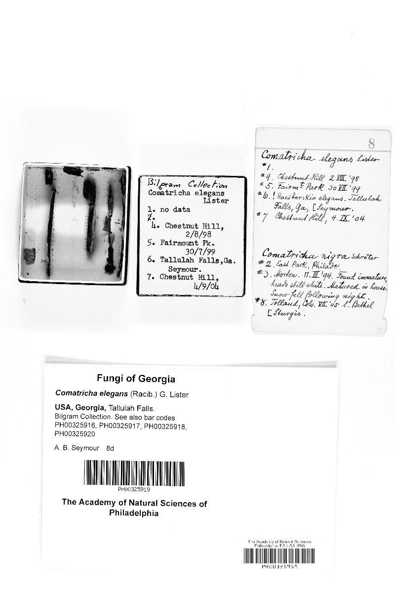Collaria elegans image