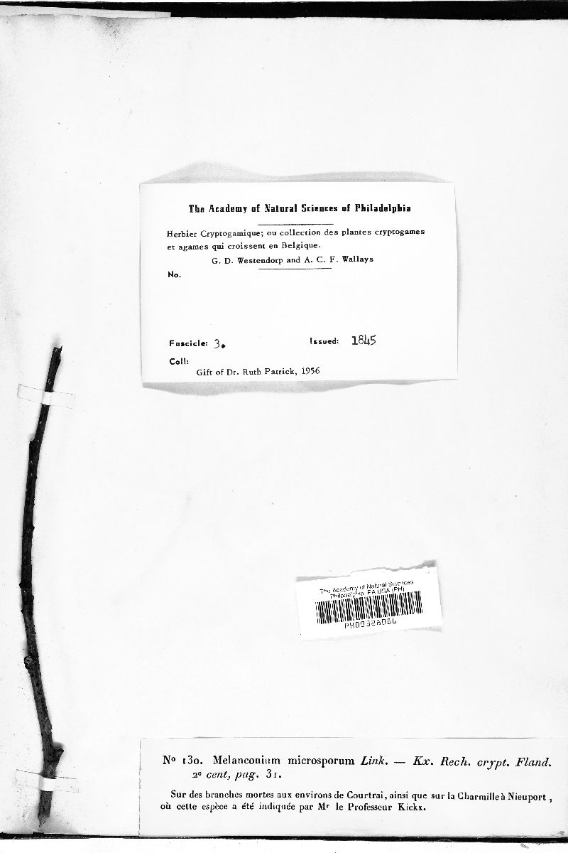 Melanconium microsporum image