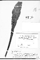 Erysiphe communis var. cichoracearum image