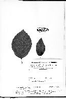 Mycosphaerella atomus image