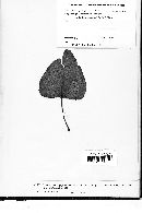 Cladosporium epiphyllum image