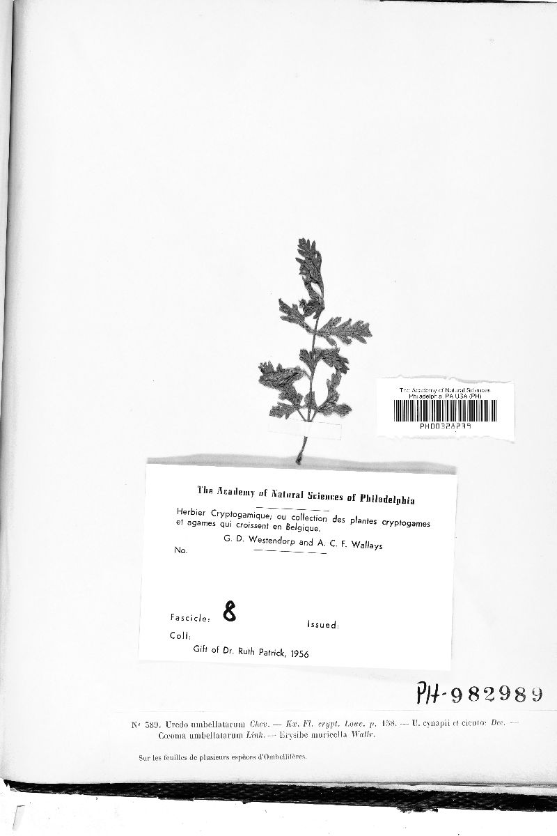 Uredo umbellatarum image