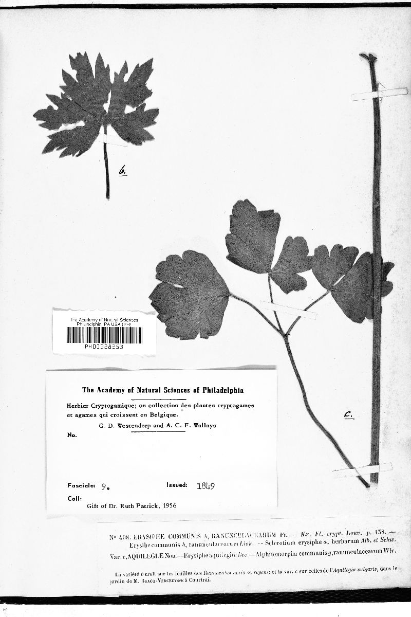 Erysiphe communis var. ranunculacearum image