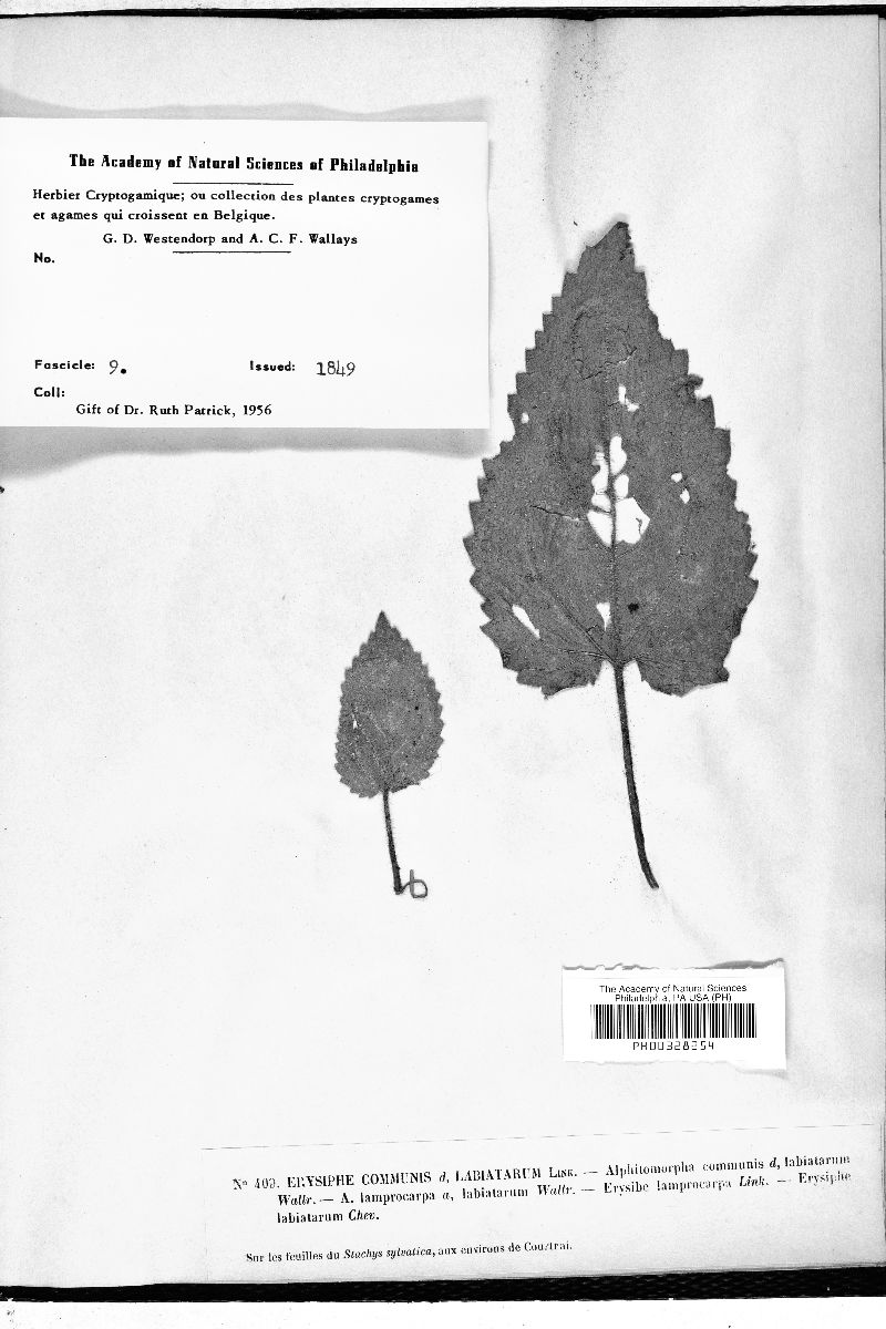 Erysiphe communis var. labiatarum image