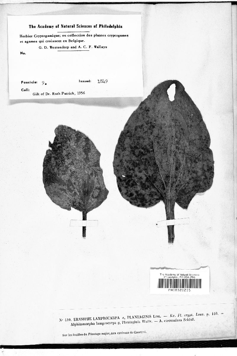 Erysiphe lamprocarpa var. plantaginis image