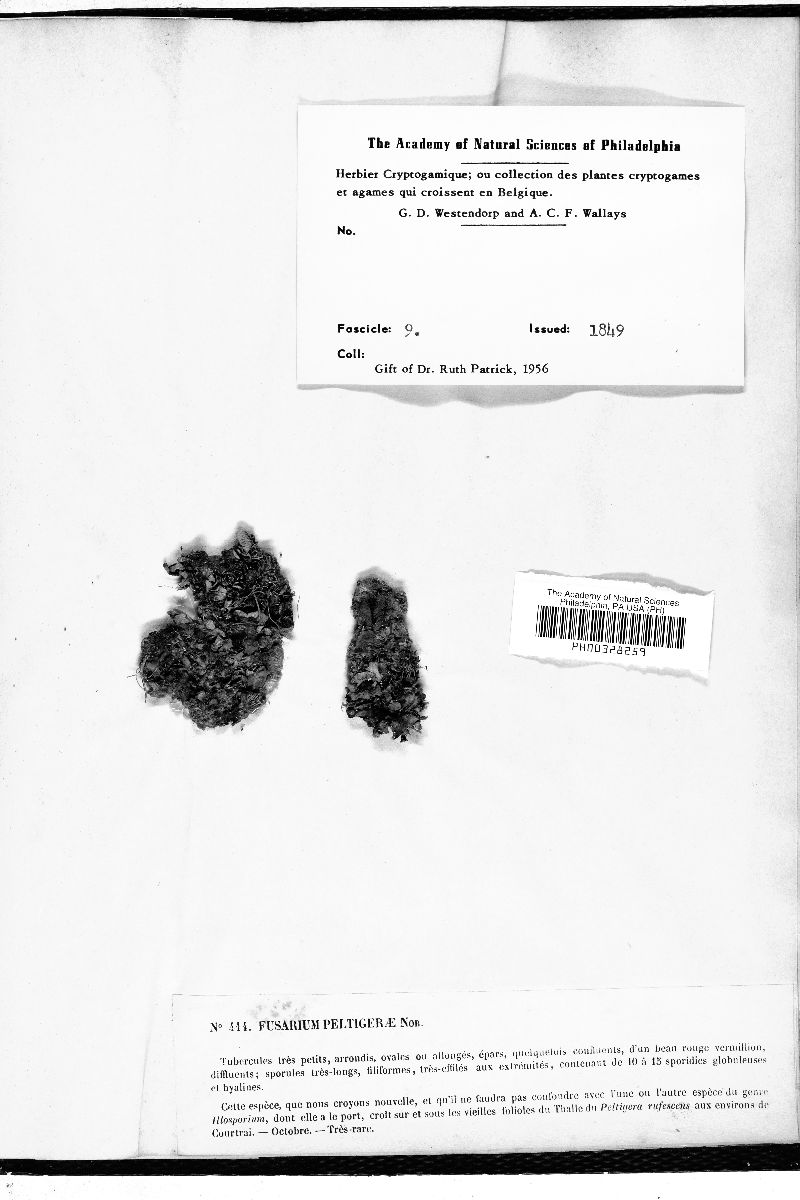 Fusarium peltigerae image