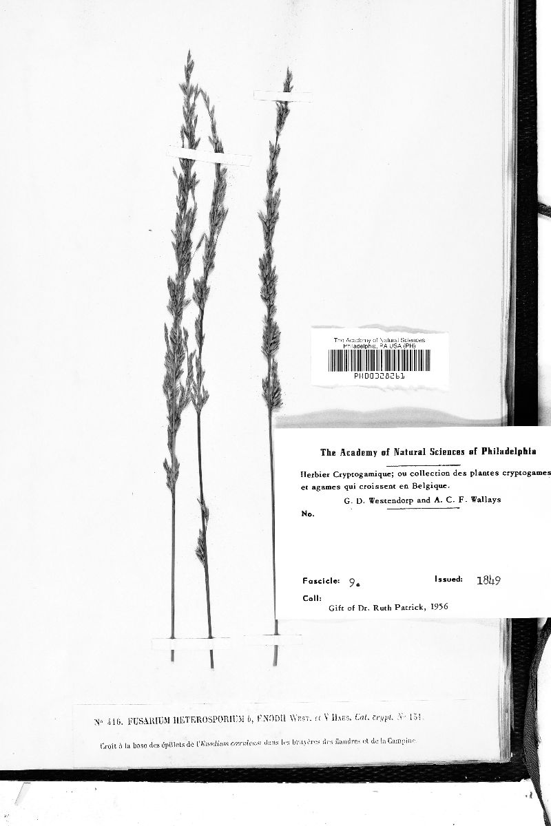 Fusarium heterosporidium var. enodii image