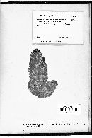Botrytis farinosa image