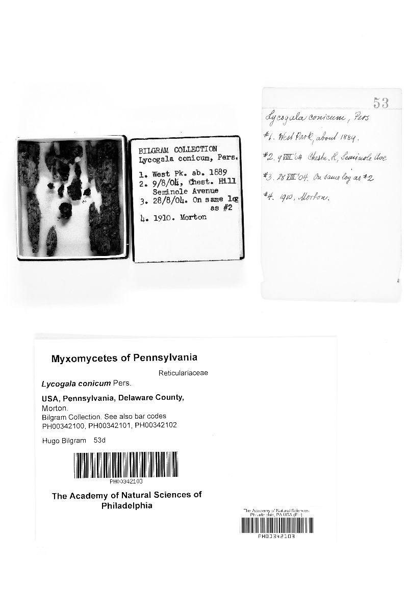 Lycogala conicum image