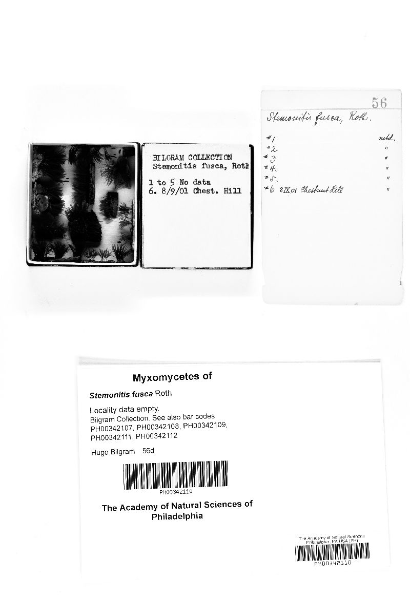 Stemonitis fusca image