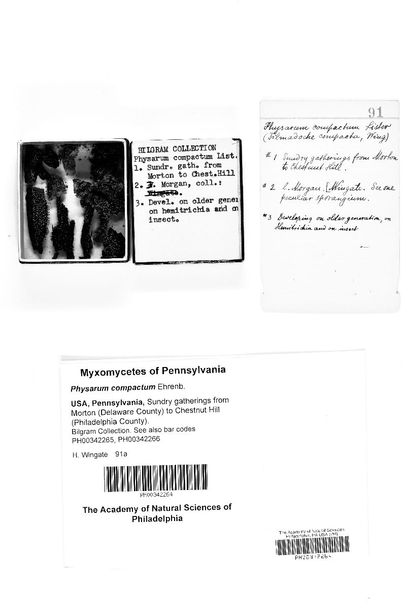 Physarum compactum image