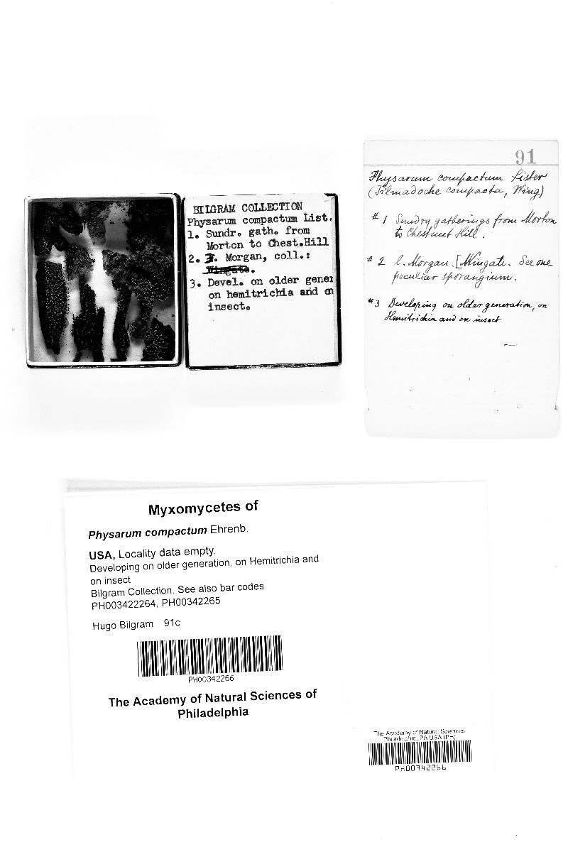 Physarum compactum image