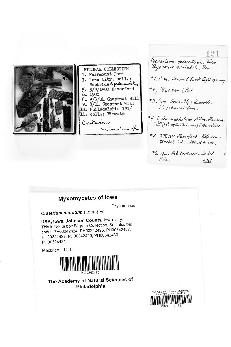 Craterium minutum image