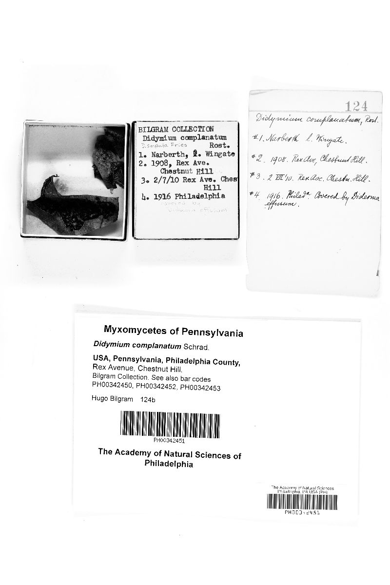 Didymium complanatum image