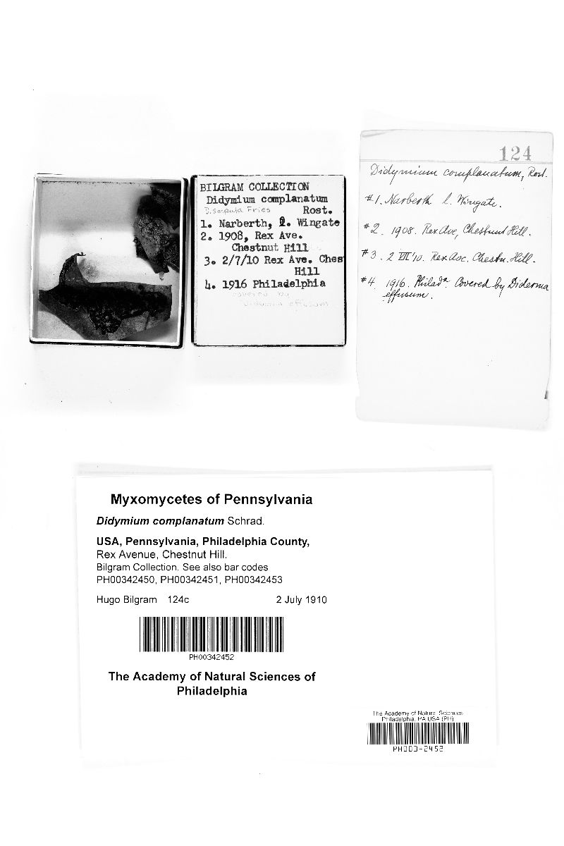 Didymium complanatum image